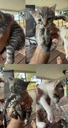 Lost Female Cat last seen Hotel street court street near red truck bakery, Warrenton, VA 20186
