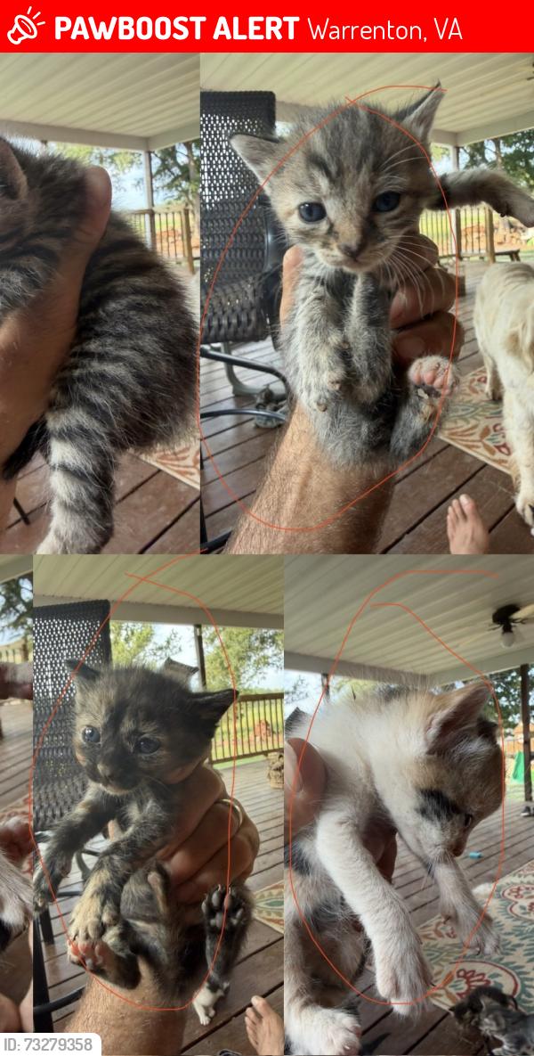 Lost Female Cat last seen Hotel street court street near red truck bakery, Warrenton, VA 20186