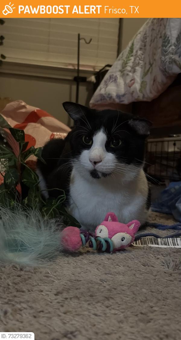 Found/Stray Male Cat last seen Gaylord and Ohio, Frisco, TX 75035