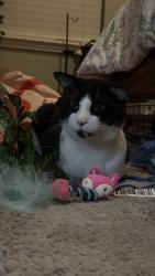 Found/Stray Male Cat last seen Gaylord and Ohio, Frisco, TX 75035