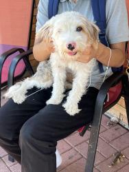 Found/Stray Female Dog last seen Near Babcock and Callaghan subdivision in San Antonio Texas, San Antonio, TX 78229