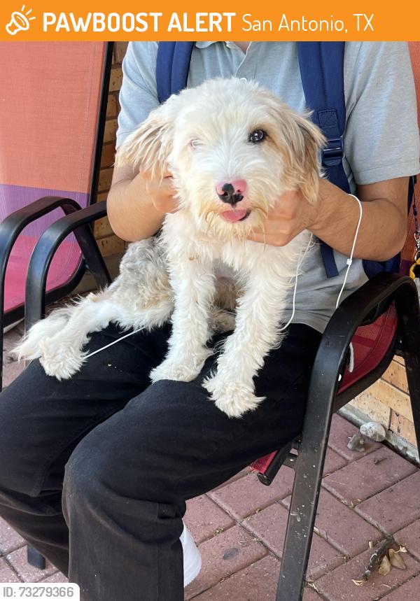 Found/Stray Female Dog last seen Near Babcock and Callaghan subdivision in San Antonio Texas, San Antonio, TX 78229
