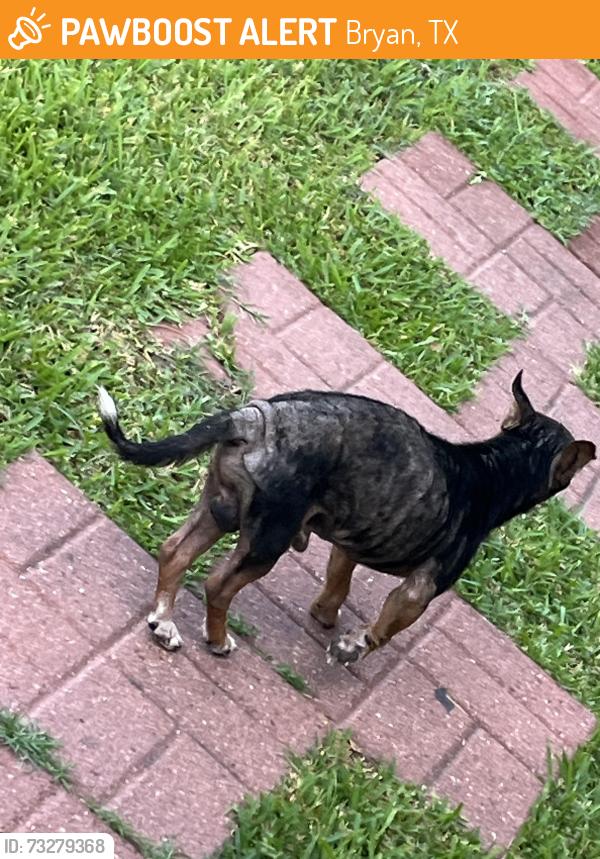 Found/Stray Male Dog last seen Martin Luther king, Bryan, TX 77803