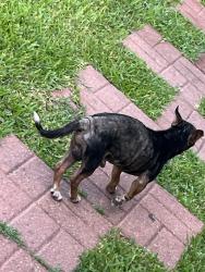 Found/Stray Male Dog last seen Martin Luther king, Bryan, TX 77803