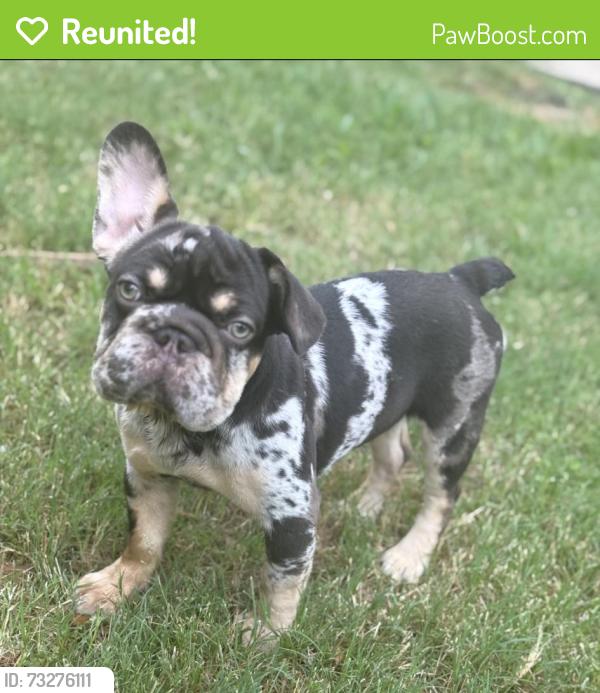 Reunited Female Dog last seen Lantana Heights Dr, Katy, TX 77449
