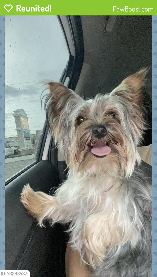 Reunited Male Dog last seen Near Camden Hill court in timberlane subdivision, Town 'n' Country, FL 33615