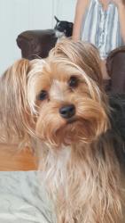 Reunited Female Dog last seen 50th street & hwy 121, Williston, FL 32696