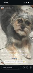 Reunited Male Dog last seen Near Palmetto St, Philadelphia, PA 19124, USA, Philadelphia, PA 19124