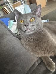 Lost Male Cat last seen Central ridge library, Beverly Hills, FL 34465