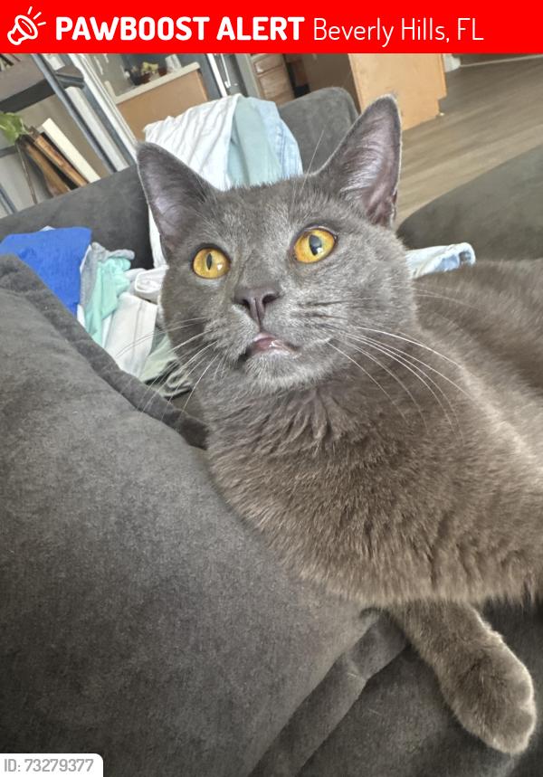Lost Male Cat last seen Central ridge library, Beverly Hills, FL 34465