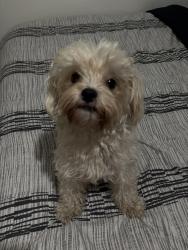 Reunited Female Dog last seen william brewster, Irving, TX 75062