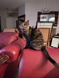 Reunited Female Cat last seen Logan Cave Ave and Flint Hills Drive, Wimauma, FL 33598