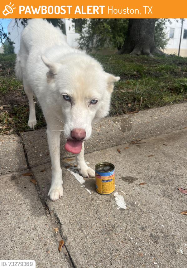 Found/Stray Female Dog last seen bonhomme rd, Houston, TX 77036