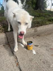 Found/Stray Female Dog last seen bonhomme rd, Houston, TX 77036