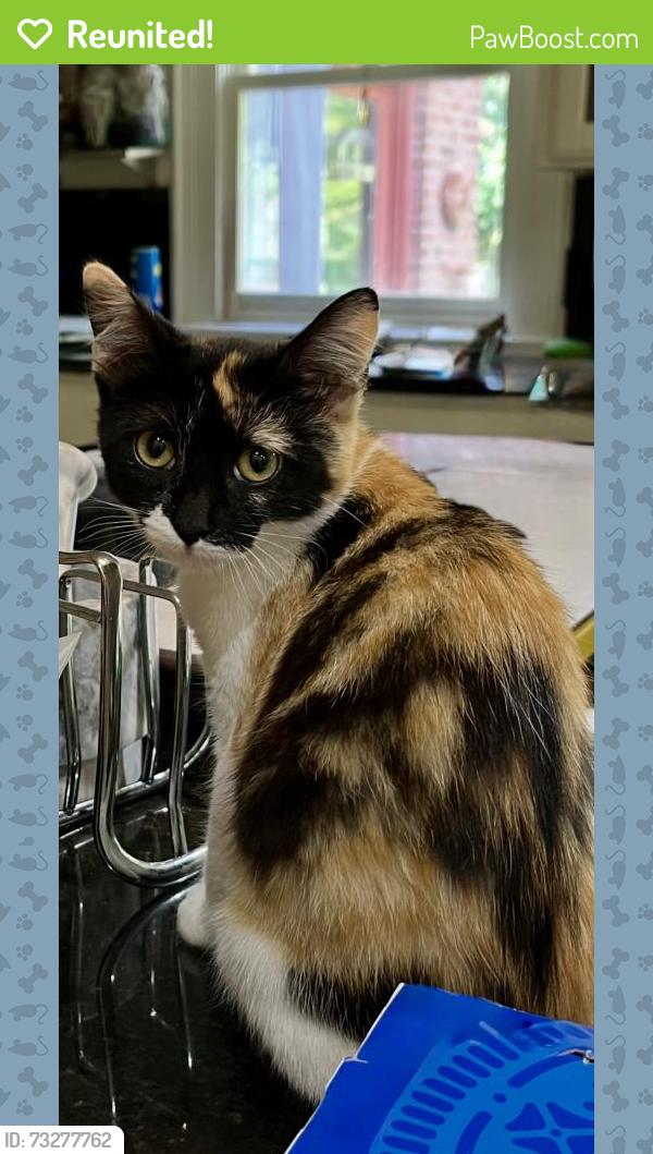 Reunited Female Cat last seen Near Otter Creek Rd, Nashville, TN, Nashville, TN 37220