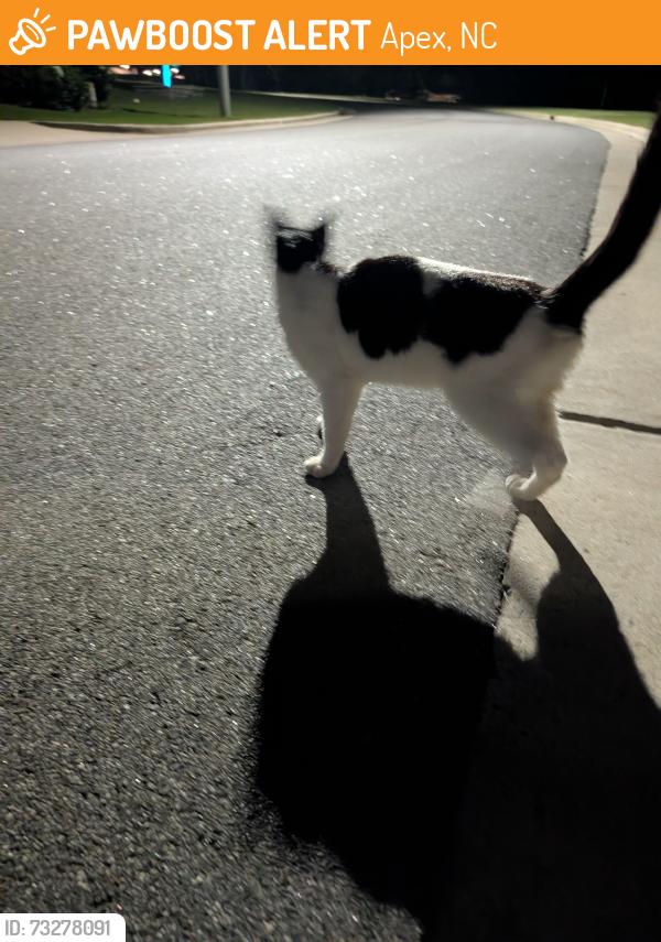 Found/Stray Male Cat last seen Green Level West and White Oak Church Road, Cary, NC 27519