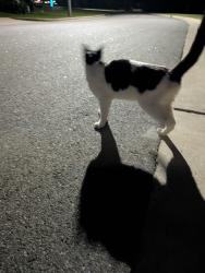 Found/Stray Male Cat last seen Green Level West and White Oak Church Road, Cary, NC 27519