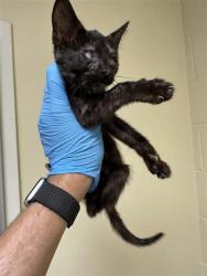 Shelter Stray Female Cat last seen NORWOOD AVE & SOUTH AVE, 2127 Front St, Sacramento, CA 95818, USA