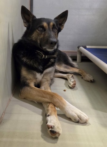Shelter Stray Male Dog last seen Near BLOCK WOFFORD BLVD, WOFFORD HEIGHTS CA 93285, 3951 Fruitvale Ave, Bakersfield, CA 93308, USA