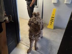 Shelter Stray Male Dog last seen Near BLOCK 116TH AVE NE, BELLEVUE WA 98004 5213, 21615 64th Ave S, Kent, WA 98032, USA
