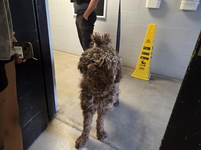 Shelter Stray Male Dog last seen Near BLOCK 116TH AVE NE, BELLEVUE WA 98004 5213, 21615 64th Ave S, Kent, WA 98032, USA