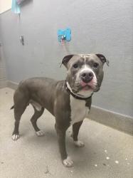 Shelter Stray Male Dog last seen , 655 N Mojave Rd, Las Vegas, NV 89101, USA