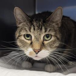 Shelter Stray Male Cat last seen Near BLOCK YUMA AVE, LAS VEGAS NV 89104, 655 N Mojave Rd, Las Vegas, NV 89101, USA