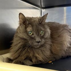 Shelter Stray Male Cat last seen Near BLK OF LONGRIDGE LAS VEGAS, 655 N Mojave Rd, Las Vegas, NV 89101, USA