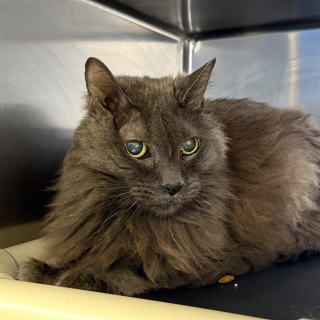 Shelter Stray Male Cat last seen Near BLK OF LONGRIDGE LAS VEGAS, 655 N Mojave Rd, Las Vegas, NV 89101, USA