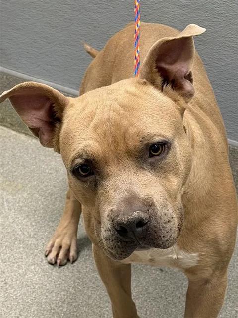 Shelter Stray Male Dog last seen N COMMERCE ST & W CHEYENNE AVE, 655 N Mojave Rd, Las Vegas, NV 89101, USA