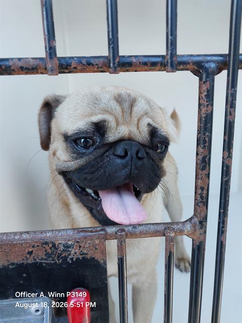Shelter Stray Male Dog last seen Near BLOCK E EVANS AVE, NORTH LAS VEGAS NV 89030, 655 N Mojave Rd, Las Vegas, NV 89101, USA