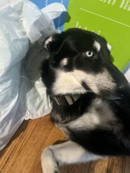 Lost Male Dog last seen Fresno city college, Fresno, CA 93704