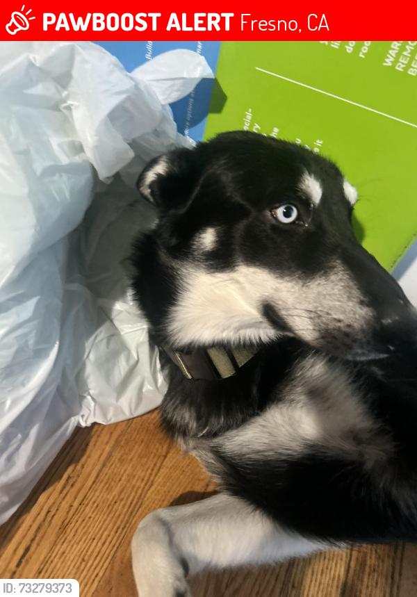 Lost Male Dog last seen Fresno city college, Fresno, CA 93704