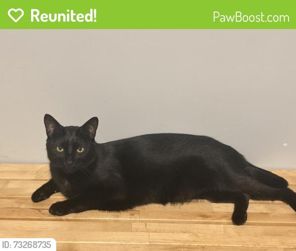 Reunited Male Cat last seen O Reilly Auto parts, Berwyn, IL 60402