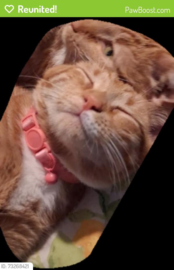 Reunited Female Cat last seen Avon & parlin, Philadelphia, PA 19116