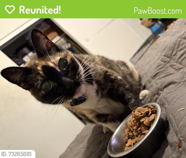 Reunited Female Cat last seen Elizabeth & Park, Cudahy, CA 90201