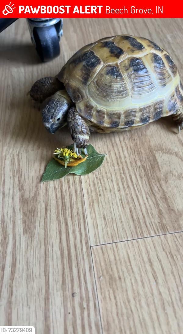Lost Male Other last seen On beenchwood near bethel, Beech Grove, IN 46107