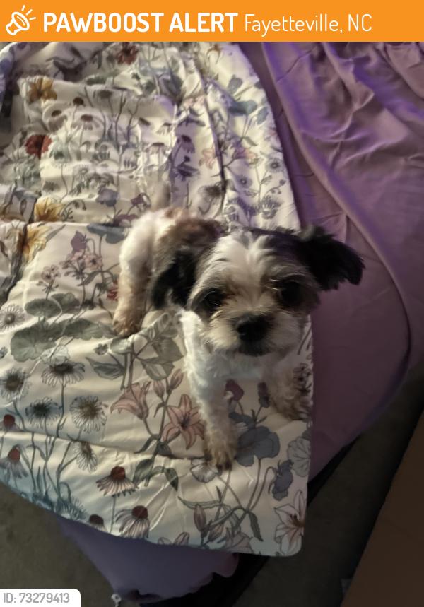 Found/Stray Female Dog last seen Cliffdale, Fayetteville, NC 28314