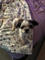 Found/Stray Female Dog last seen Cliffdale, Fayetteville, NC 28314