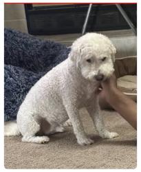 Reunited Male Dog last seen Yosemite Ave, Merced, CA 95340