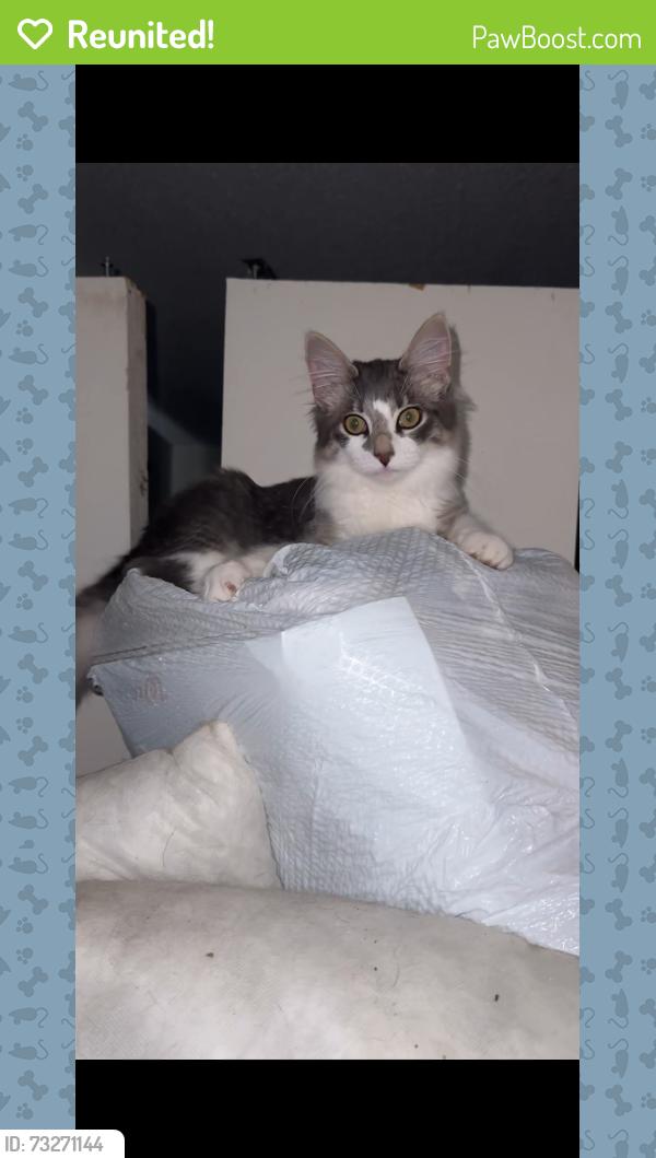 Reunited Female Cat last seen Yachtsman & Islander, Hudson, FL 34667