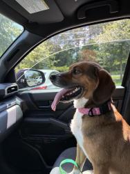 Found/Stray Male Dog last seen Near Turkey valley aay, Knoxville, TN 37932