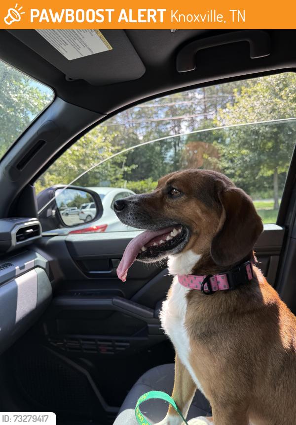Found/Stray Male Dog last seen Near Turkey valley aay, Knoxville, TN 37932