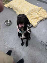 Found/Stray Female Dog last seen SE 62nd Street, Ocala, FL 34480