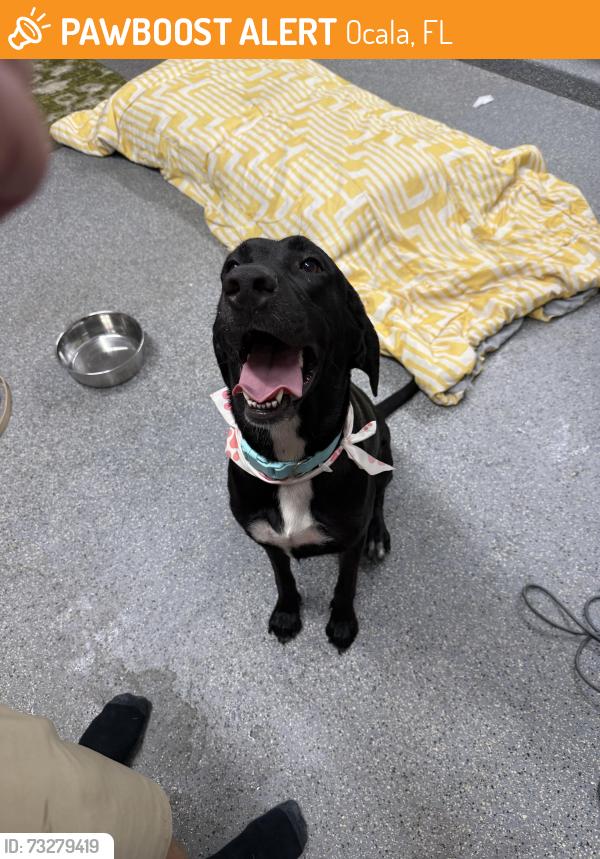 Found/Stray Female Dog last seen SE 62nd Street, Ocala, FL 34480