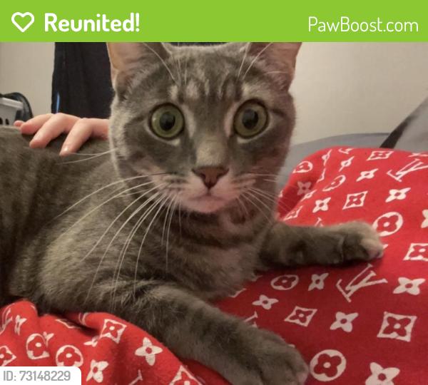 Reunited Male Cat last seen Mount Sterling, Ohio, Mount Sterling, OH 43143