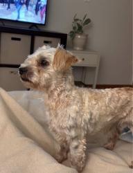 Found/Stray Male Dog last seen Asheville highway, Inman, SC 29349