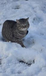 Reunited Male Cat last seen Cuba ave 10306, Staten Island, NY 10306