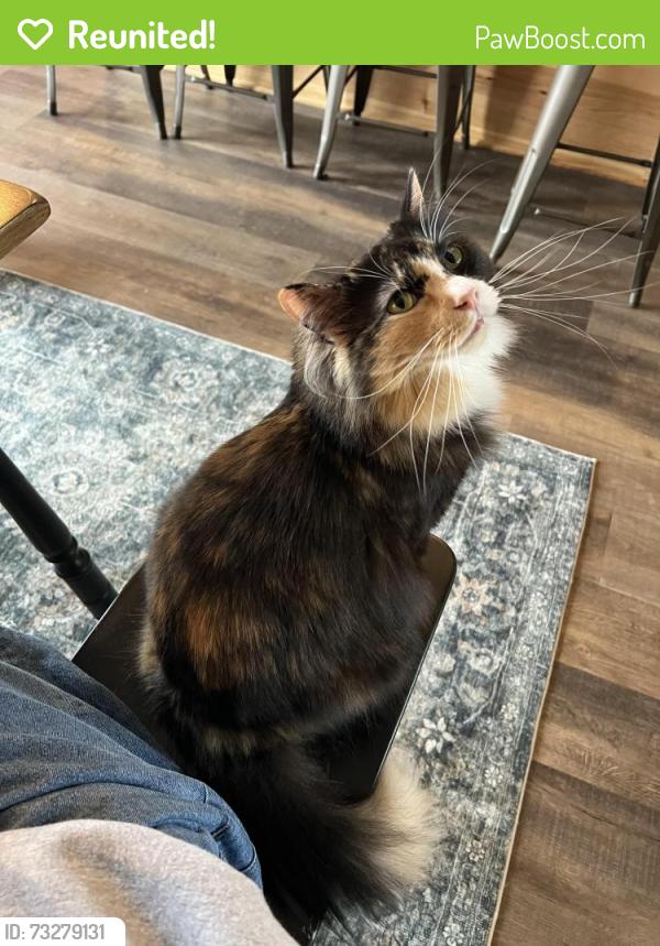Reunited Female Cat last seen Leavitt, W Schiller, Chicago, IL 60622