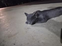 Found/Stray Male Cat last seen Carroll Ave NW, Roanoke, VA 24017